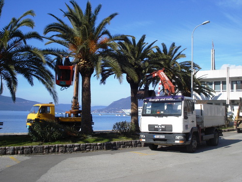 Počelo orezivanje palmi